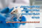 نگهداری و پرورش حیوانات آزمایشگاهی دانشگاه علوم پزشکی بقیه الله